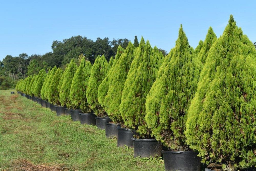 thuja-orientalis-berkman-s-golden-oriental-arborvitae-platycladus-orientalis