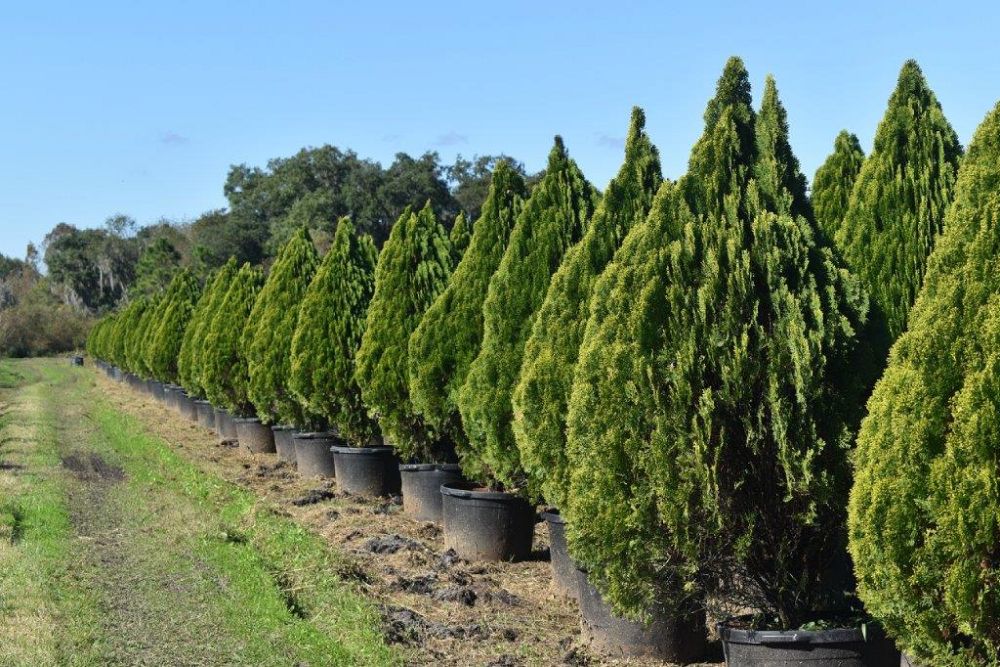 thuja-orientalis-berkman-s-golden-oriental-arborvitae-platycladus-orientalis