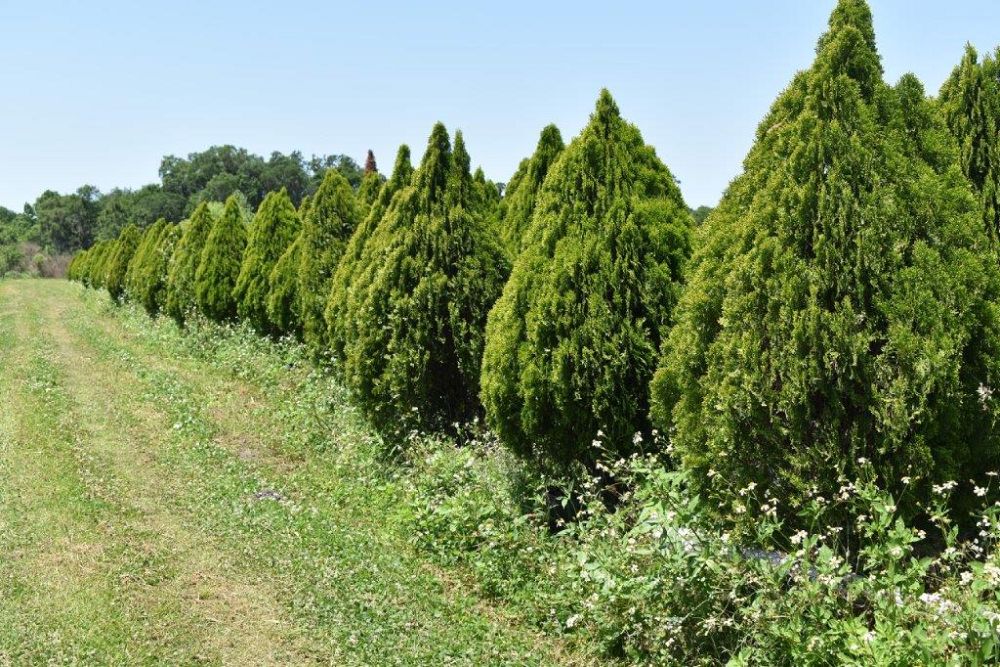 thuja-orientalis-berkman-s-golden-oriental-arborvitae-platycladus-orientalis