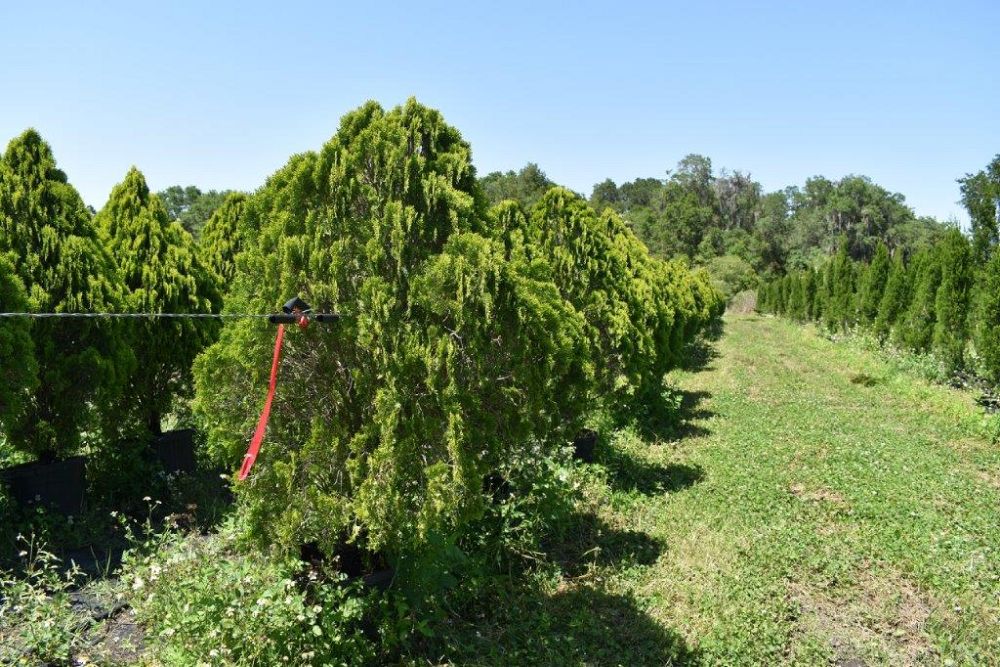 thuja-orientalis-berkman-s-golden-oriental-arborvitae-platycladus-orientalis