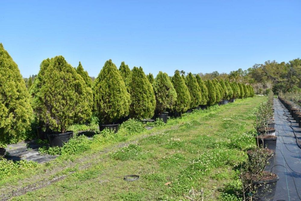 thuja-orientalis-berkman-s-golden-oriental-arborvitae-platycladus-orientalis