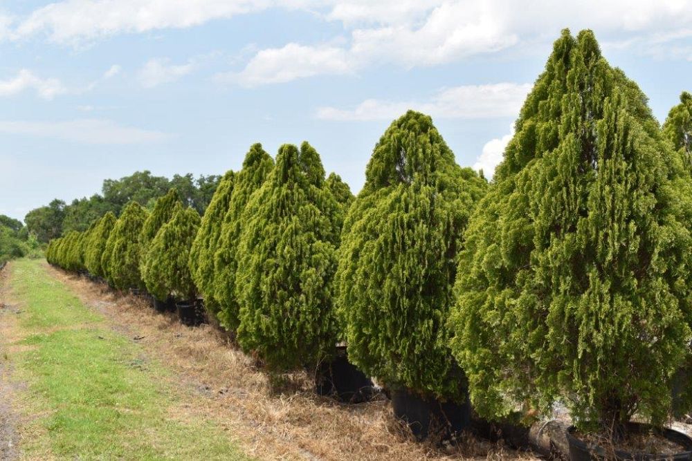 thuja-orientalis-berkman-s-golden-oriental-arborvitae-platycladus-orientalis