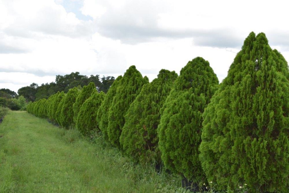 thuja-orientalis-berkman-s-golden-oriental-arborvitae-platycladus-orientalis