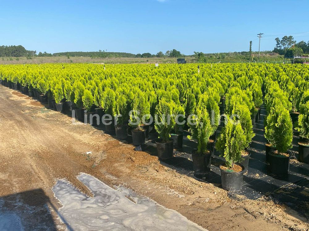 thuja-orientalis-berkman-s-golden-oriental-arborvitae-platycladus-orientalis