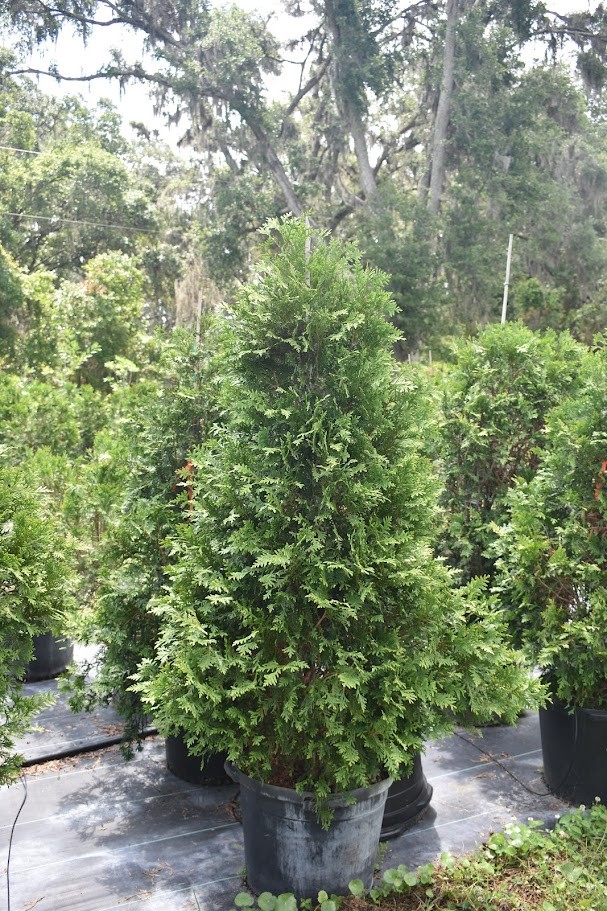 thuja-orientalis-berkman-s-golden-oriental-arborvitae-platycladus-orientalis