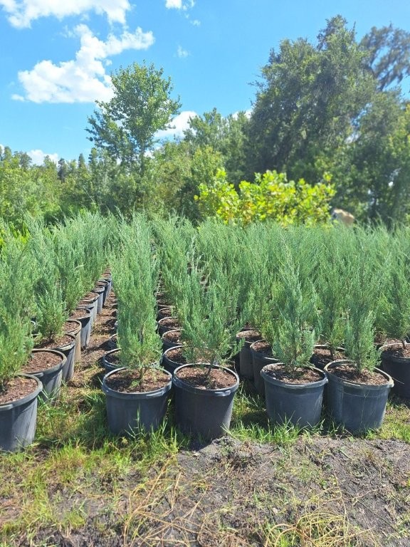 thuja-orientalis-berkman-s-golden-oriental-arborvitae-platycladus-orientalis