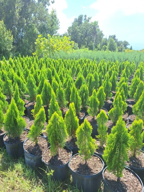 thuja-orientalis-berkman-s-golden-oriental-arborvitae-platycladus-orientalis