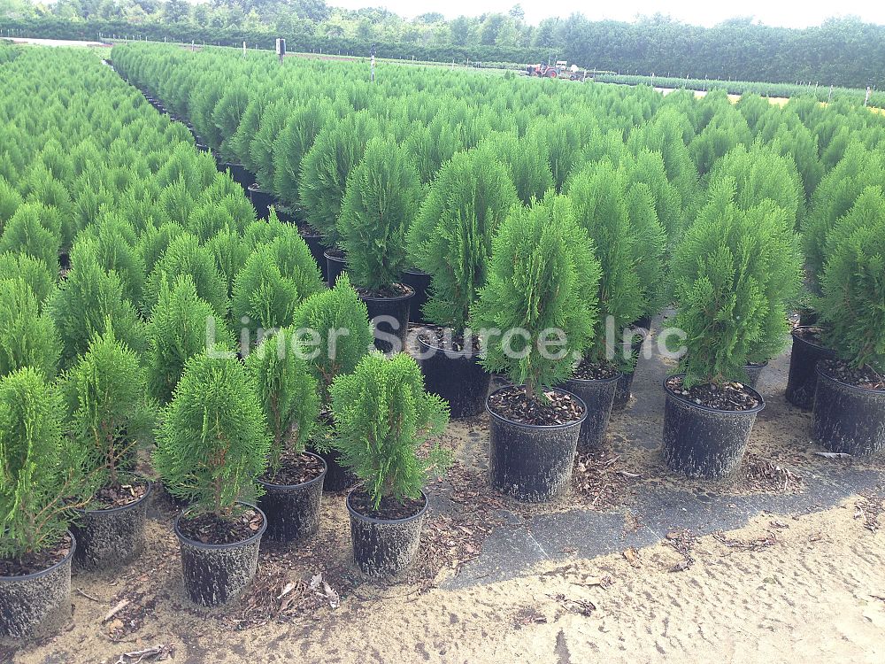 thuja-orientalis-blue-cone-oriental-arborvitae-platycladus-orientalis