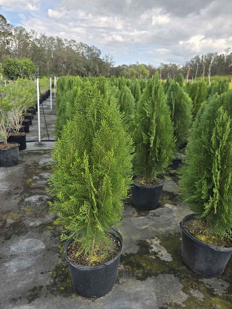 thuja-orientalis-blue-cone-oriental-arborvitae-platycladus-orientalis