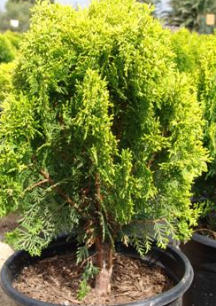thuja-orientalis-oriental-arborvitae-platycladus-orientalis