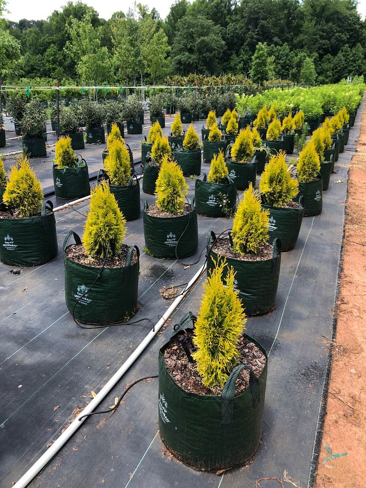 thuja-plicata-4ever-forever-goldy-arborvitae