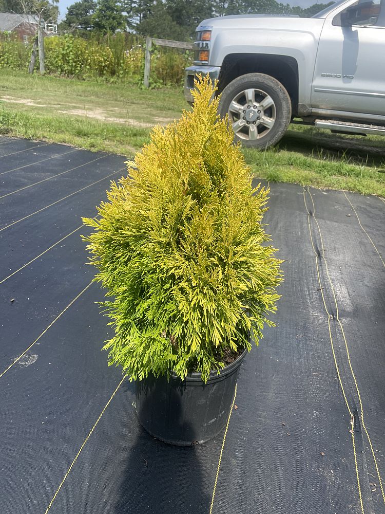 thuja-plicata-4ever-forever-goldy-arborvitae