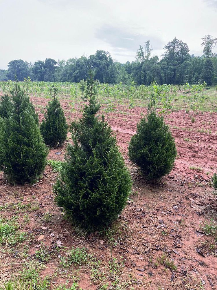 thuja-plicata-de-rakt-arborvitae-sugar-and-spice