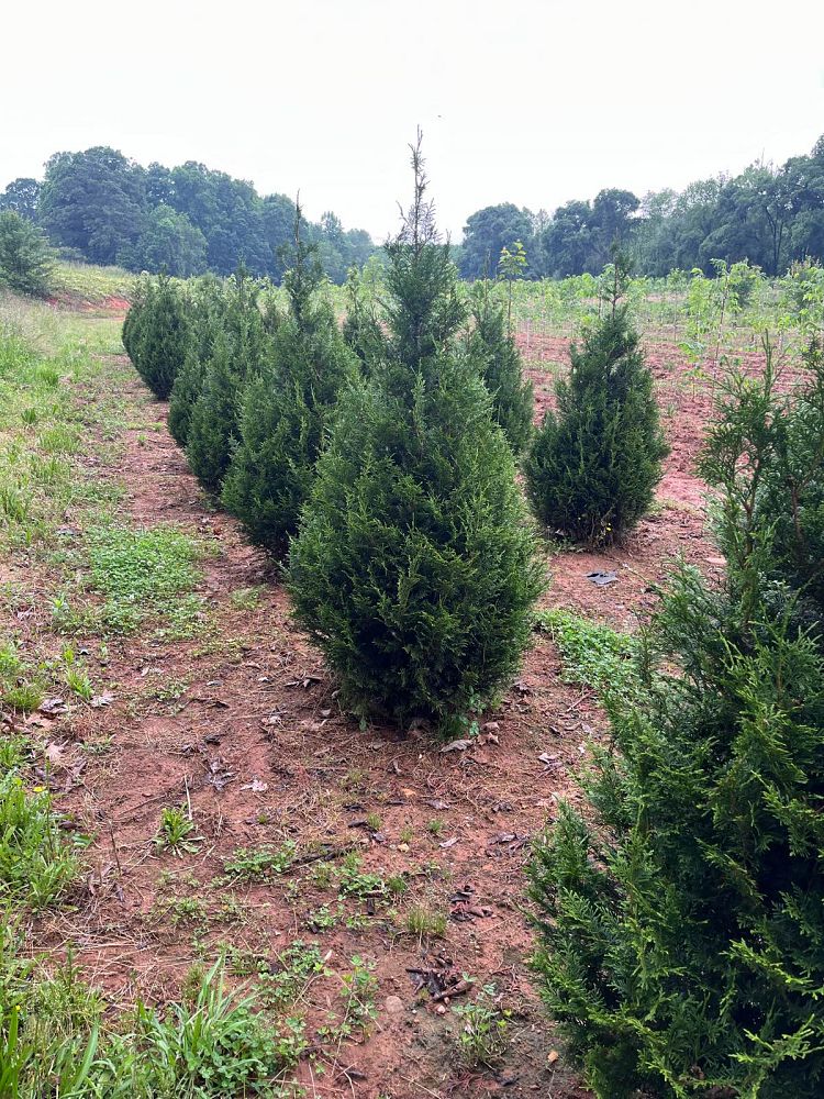thuja-plicata-de-rakt-arborvitae-sugar-and-spice
