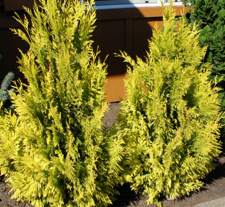thuja-plicata-forever-goldy-western-red-cedar-giant-arborvitae