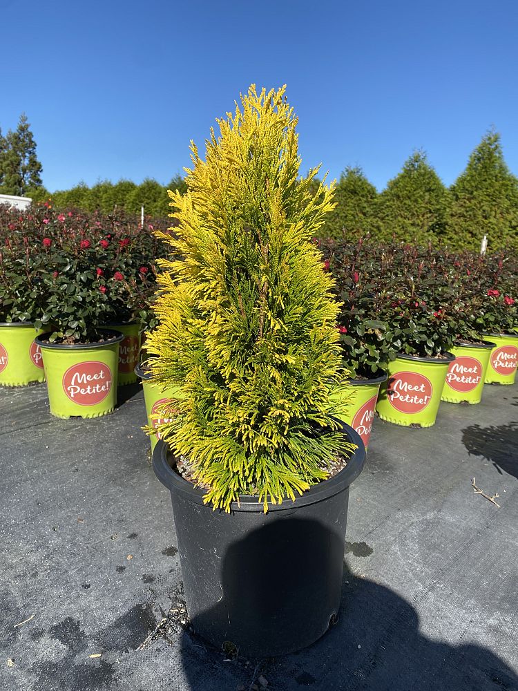 thuja-plicata-forever-goldy-western-red-cedar-giant-arborvitae