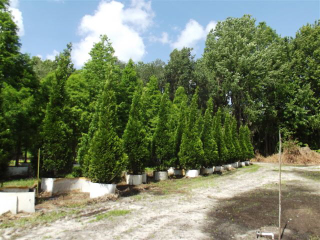thuja-plicata-green-giant-western-red-cedar-giant-arborvitae