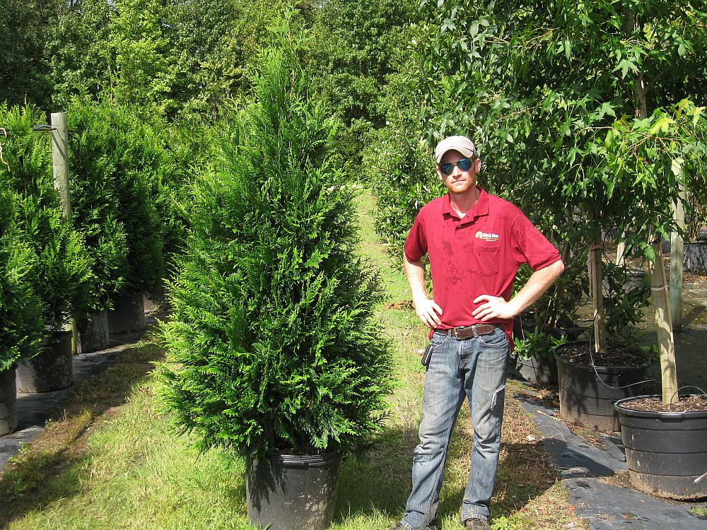 thuja-plicata-green-giant-western-red-cedar-giant-arborvitae