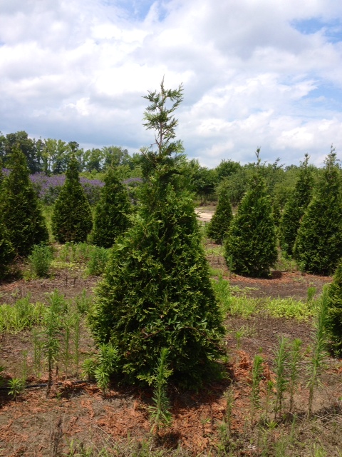 thuja-plicata-green-giant-western-red-cedar-giant-arborvitae