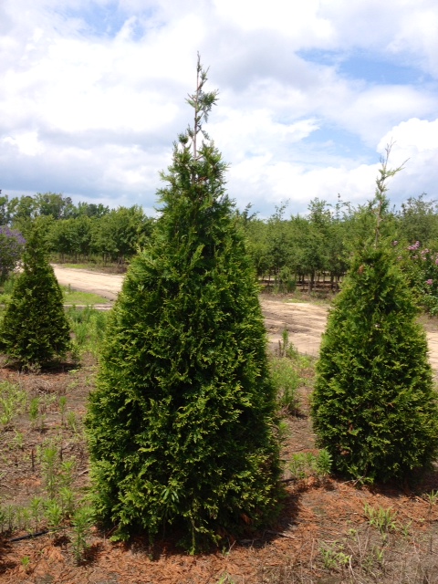thuja-plicata-green-giant-western-red-cedar-giant-arborvitae
