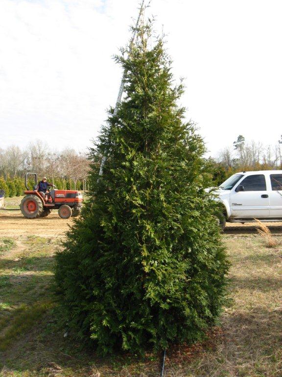 thuja-plicata-green-giant-western-red-cedar-giant-arborvitae