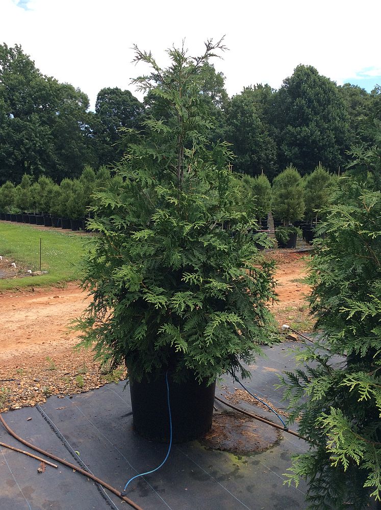 thuja-plicata-green-giant-western-red-cedar-giant-arborvitae