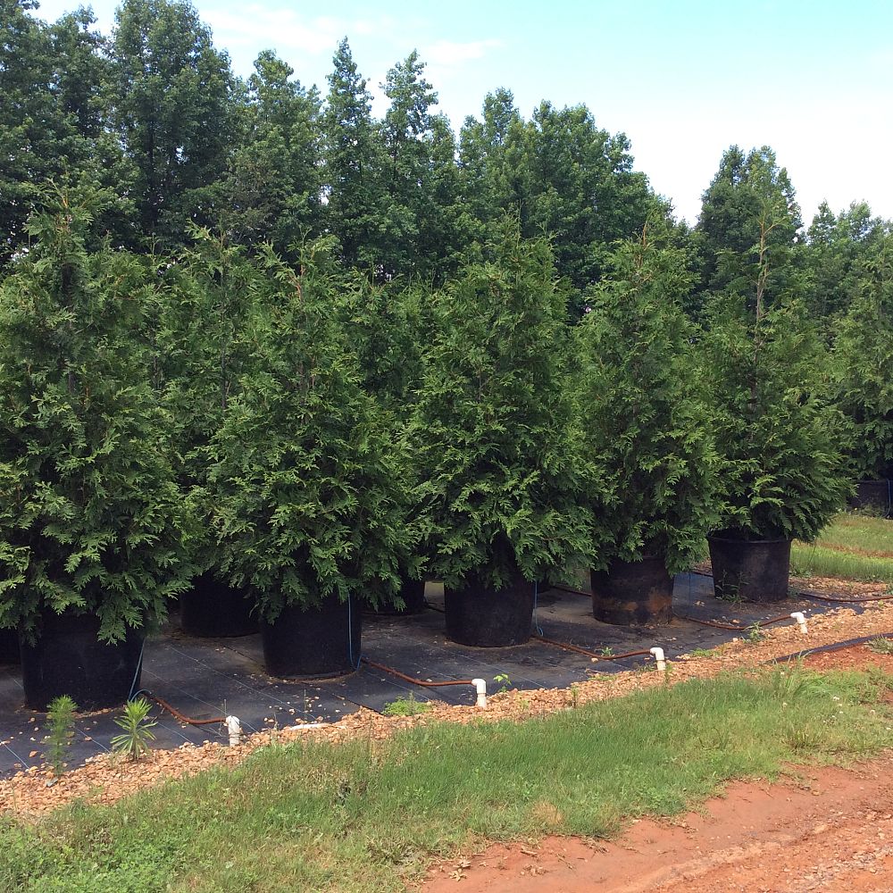 thuja-plicata-green-giant-western-red-cedar-giant-arborvitae