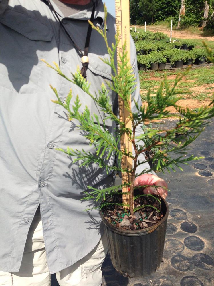 thuja-plicata-green-giant-western-red-cedar-giant-arborvitae