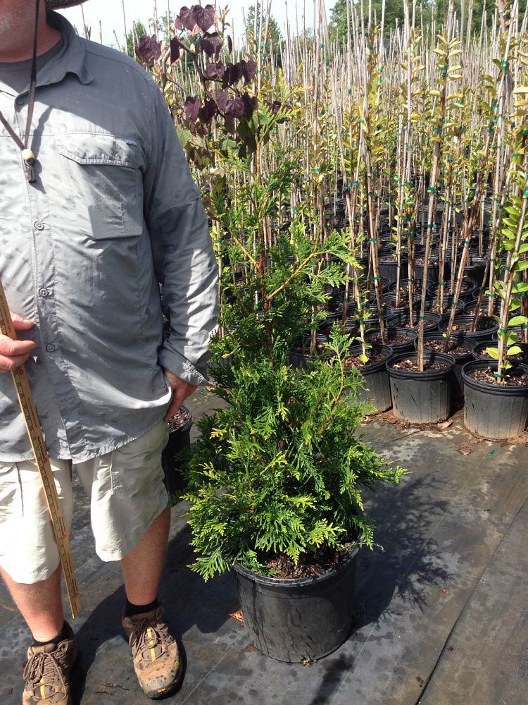 thuja-plicata-green-giant-western-red-cedar-giant-arborvitae