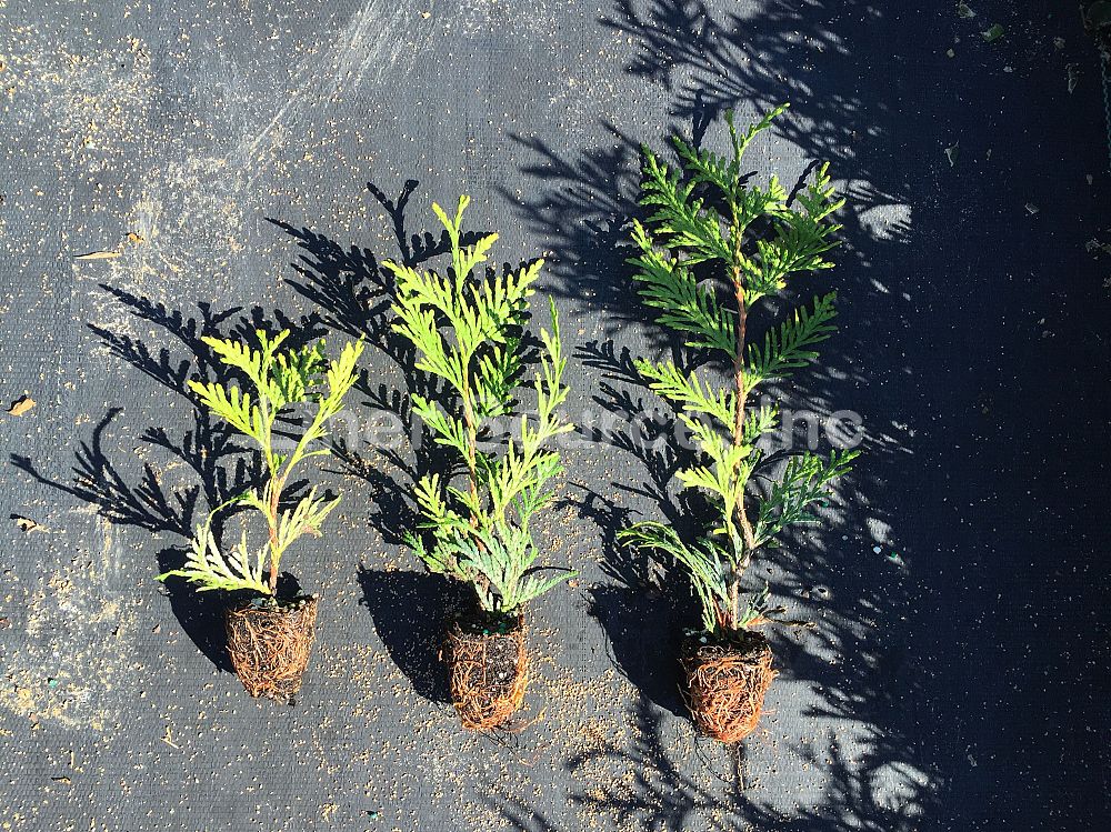 thuja-plicata-green-giant-western-red-cedar-giant-arborvitae