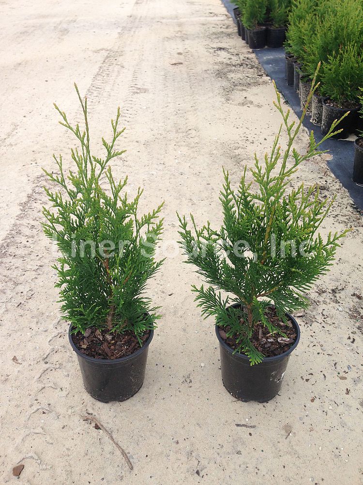 thuja-plicata-green-giant-western-red-cedar-giant-arborvitae