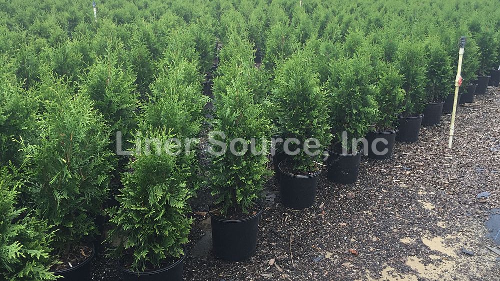 thuja-plicata-green-giant-western-red-cedar-giant-arborvitae