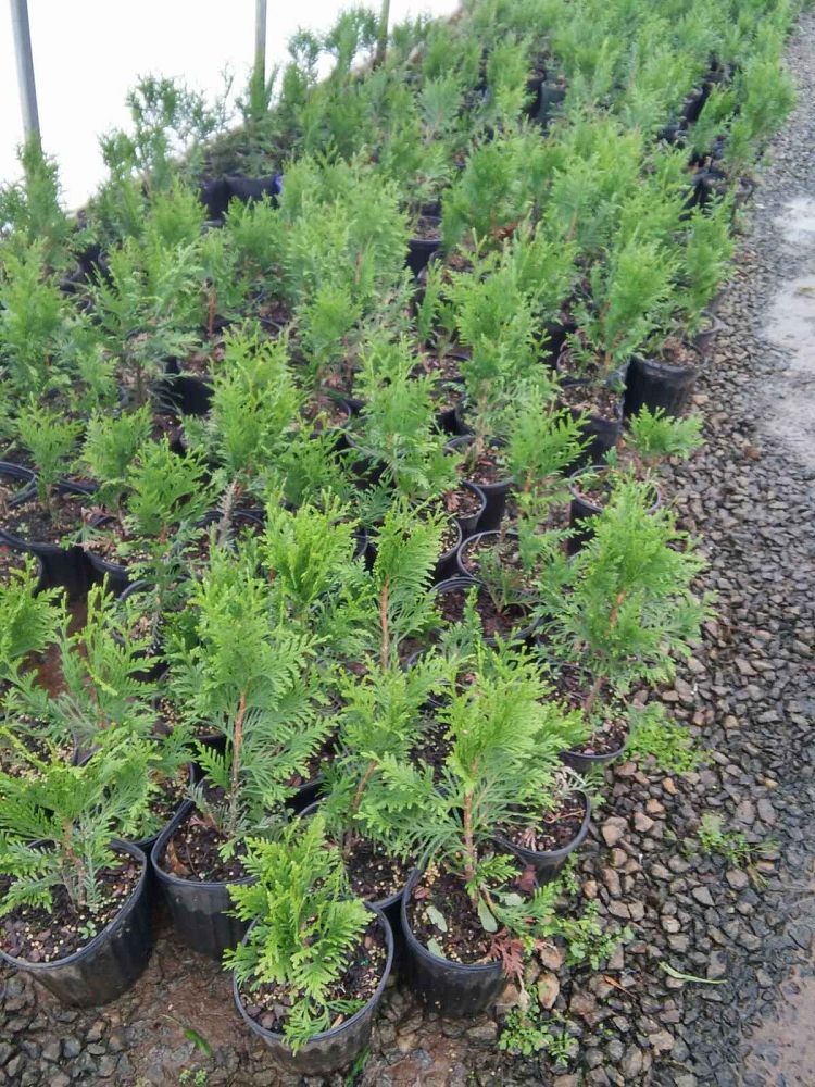thuja-plicata-green-giant-western-red-cedar-giant-arborvitae