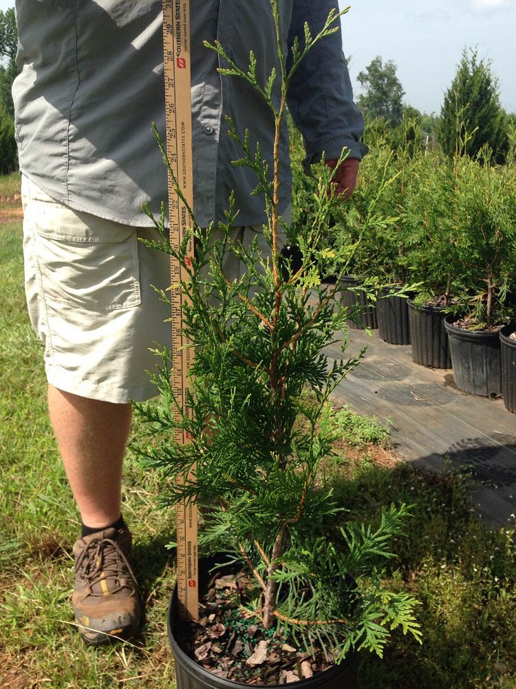 thuja-plicata-green-giant-western-red-cedar-giant-arborvitae