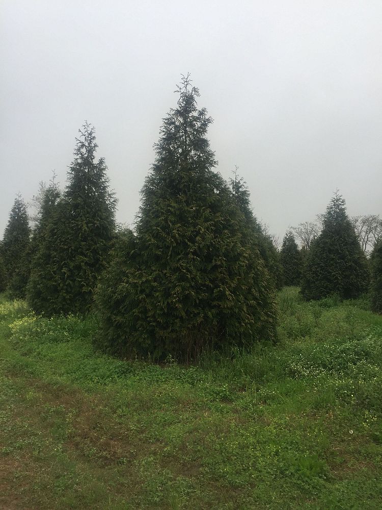 thuja-plicata-green-giant-western-red-cedar-giant-arborvitae