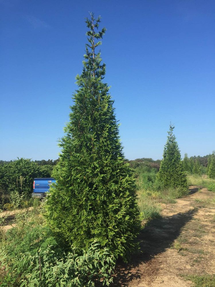thuja-plicata-green-giant-western-red-cedar-giant-arborvitae
