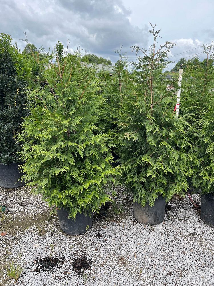 thuja-plicata-green-giant-western-red-cedar-giant-arborvitae