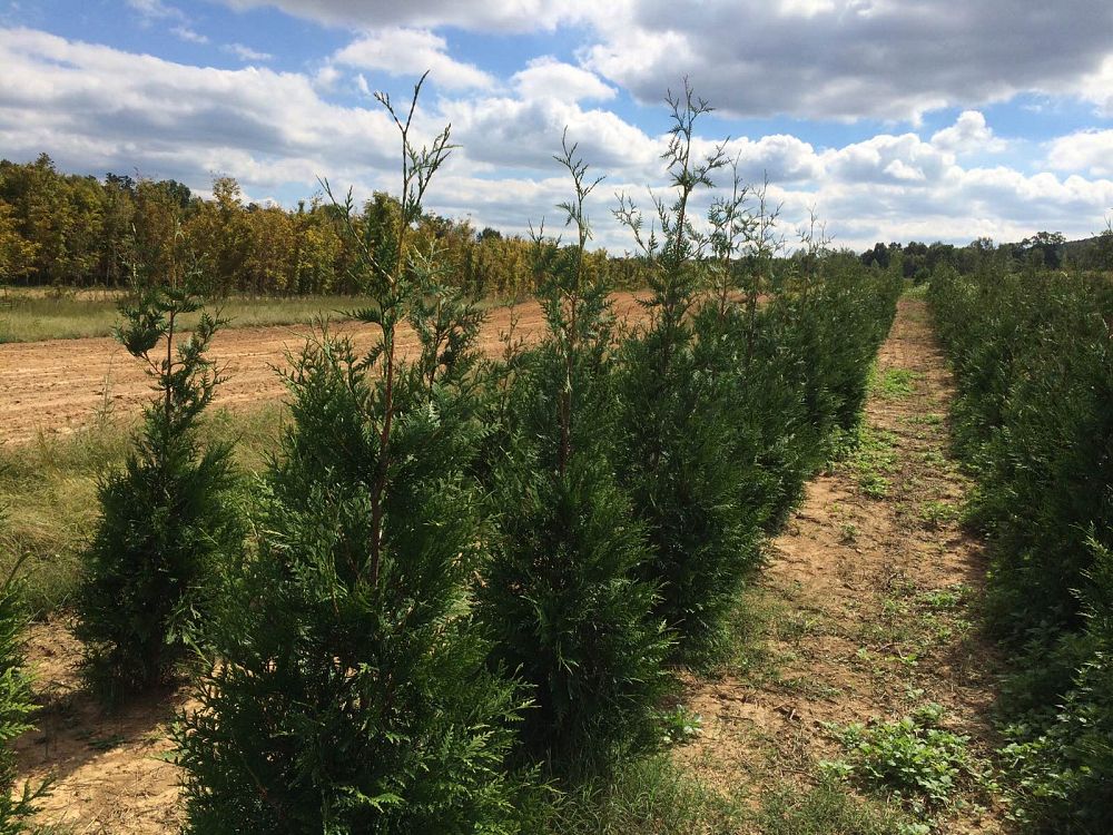 thuja-plicata-green-giant-western-red-cedar-giant-arborvitae