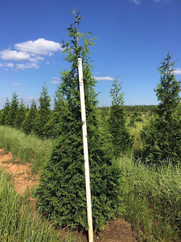 thuja-plicata-green-giant-western-red-cedar-giant-arborvitae
