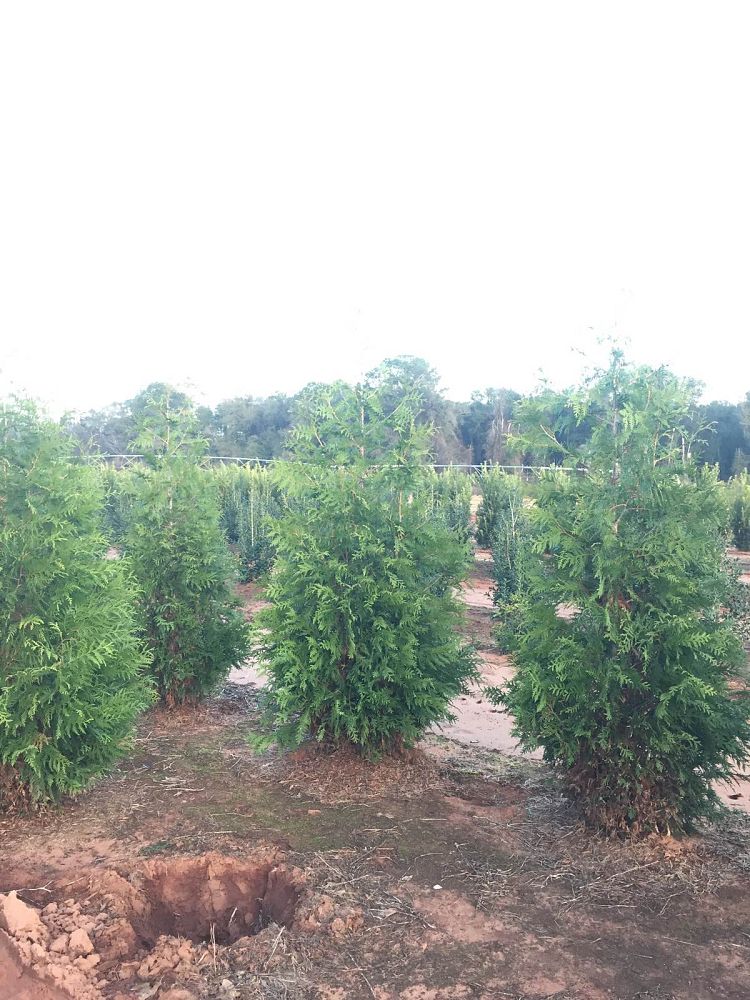 thuja-plicata-green-giant-western-red-cedar-giant-arborvitae