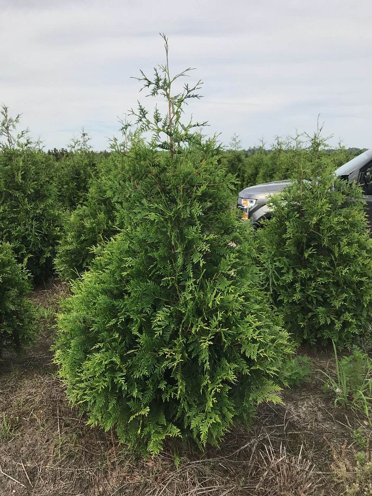 thuja-plicata-green-giant-western-red-cedar-giant-arborvitae