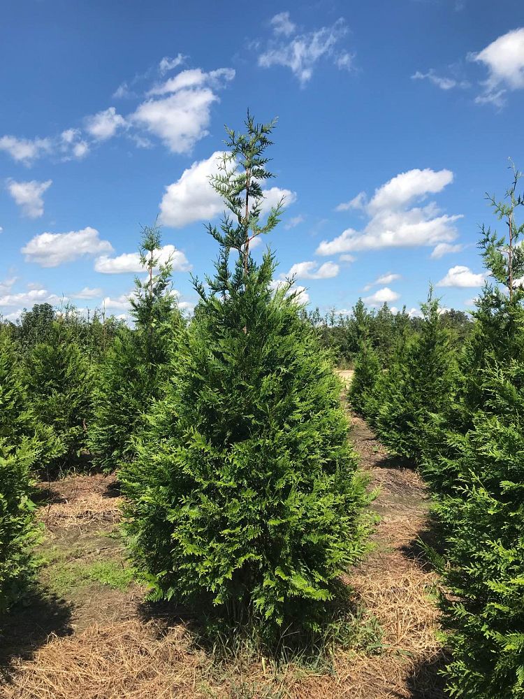 thuja-plicata-green-giant-western-red-cedar-giant-arborvitae