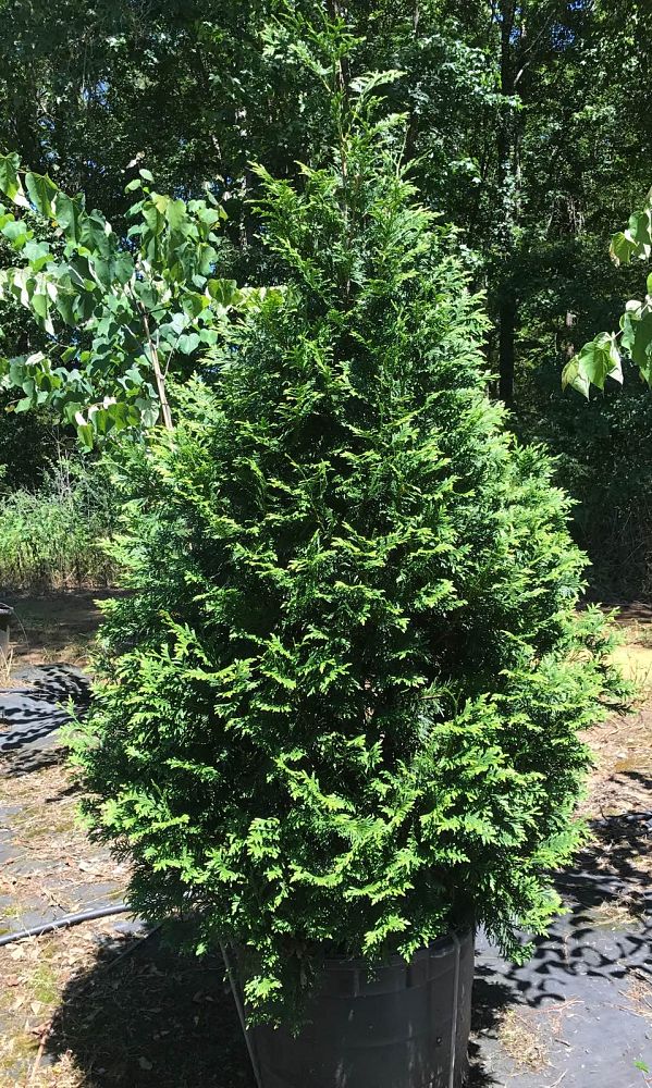 thuja-plicata-green-giant-western-red-cedar-giant-arborvitae