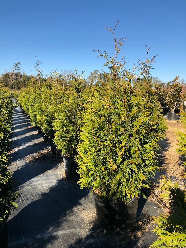 thuja-plicata-green-giant-western-red-cedar-giant-arborvitae