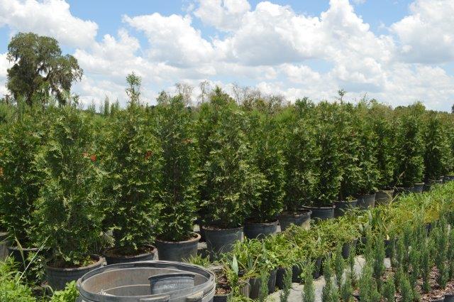 thuja-plicata-green-giant-western-red-cedar-giant-arborvitae
