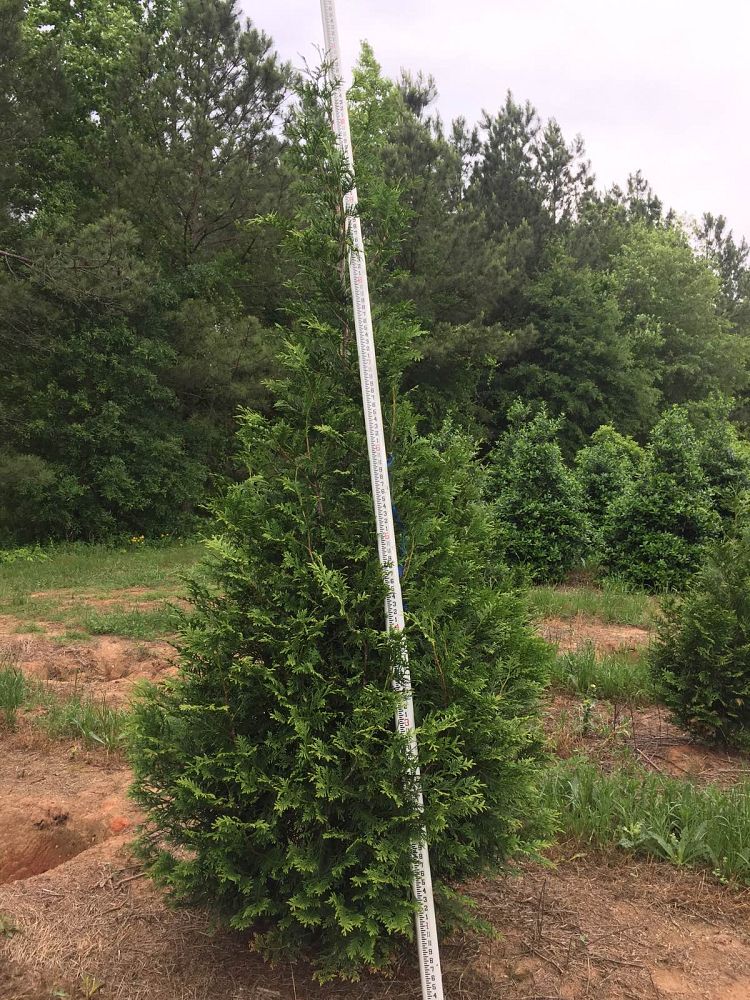 thuja-plicata-green-giant-western-red-cedar-giant-arborvitae