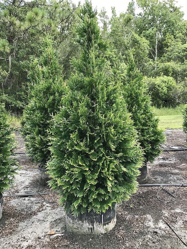 thuja-plicata-green-giant-western-red-cedar-giant-arborvitae