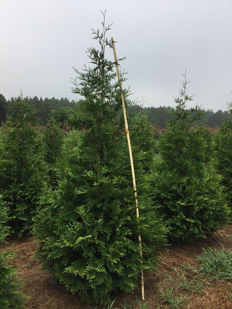 thuja-plicata-green-giant-western-red-cedar-giant-arborvitae