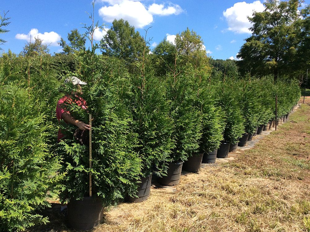 thuja-plicata-green-giant-western-red-cedar-giant-arborvitae