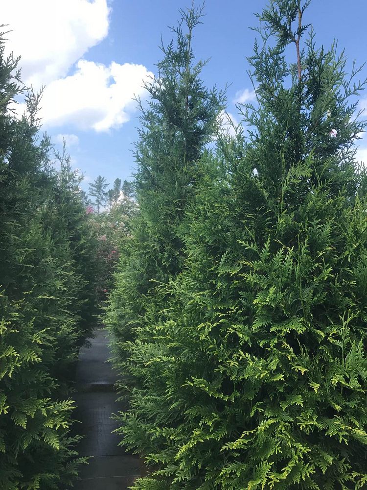 thuja-plicata-green-giant-western-red-cedar-giant-arborvitae